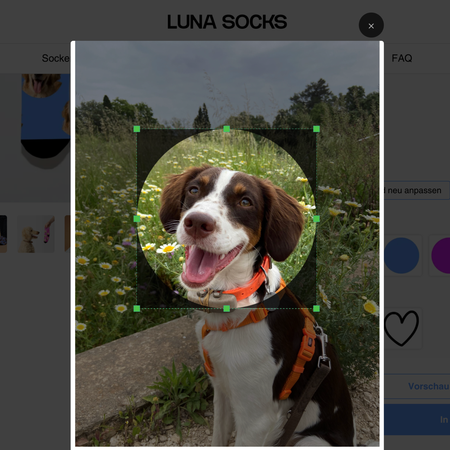 Upload an image of your pet and we print it on socks